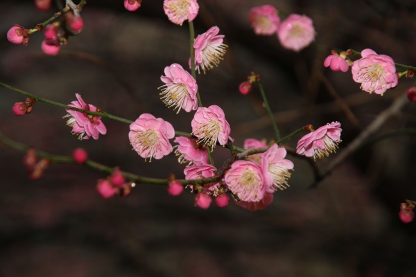 “梅花扑鼻香”记雁荡山能仁寺新春满寺梅花香(图1)