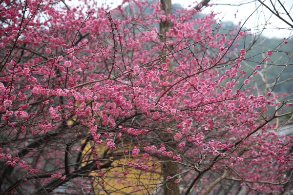 “梅花扑鼻香”记雁荡山能仁寺新春满寺梅花香(图2)