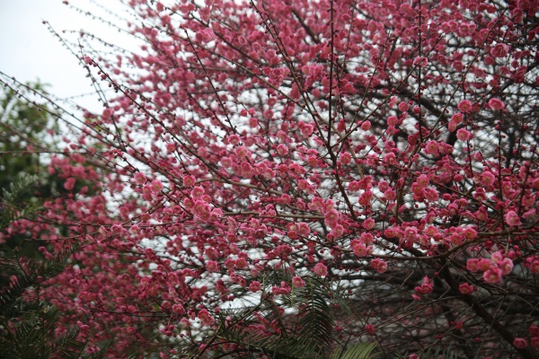 “梅花扑鼻香”记雁荡山能仁寺新春满寺梅花香(图3)