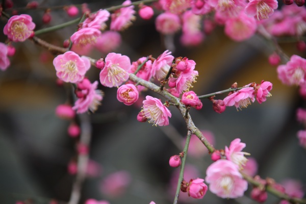 “梅花扑鼻香”记雁荡山能仁寺新春满寺梅花香(图4)