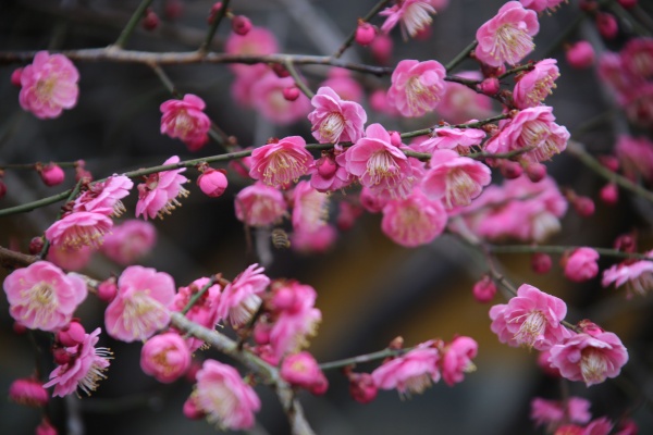 “梅花扑鼻香”记雁荡山能仁寺新春满寺梅花香(图5)