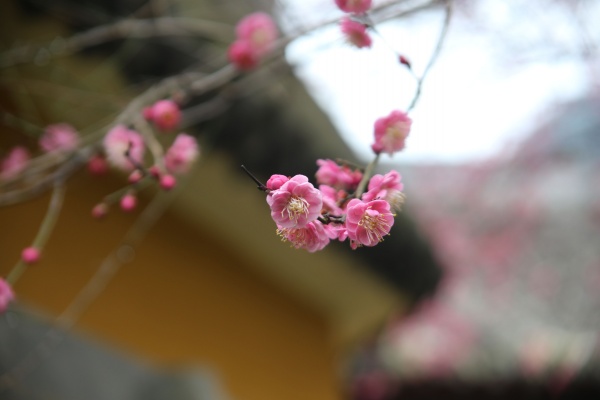 “梅花扑鼻香”记雁荡山能仁寺新春满寺梅花香(图7)