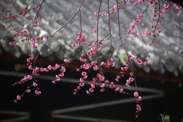 “梅花扑鼻香”记雁荡山能仁寺新春满寺梅花香(图8)