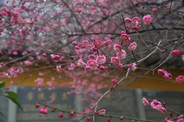 “梅花扑鼻香”记雁荡山能仁寺新春满寺梅花香(图9)