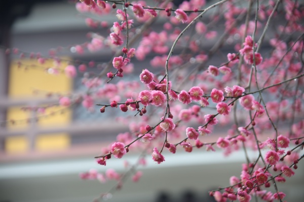 “梅花扑鼻香”记雁荡山能仁寺新春满寺梅花香(图10)