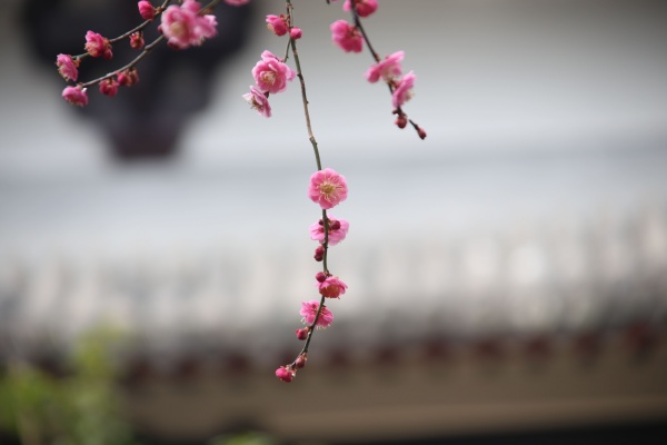 “梅花扑鼻香”记雁荡山能仁寺新春满寺梅花香(图11)