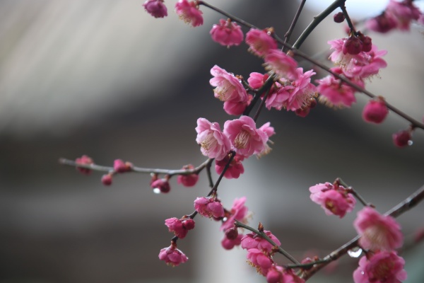 “梅花扑鼻香”记雁荡山能仁寺新春满寺梅花香(图12)