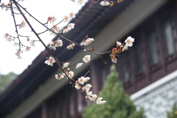 “梅花扑鼻香”记雁荡山能仁寺新春满寺梅花香(图14)