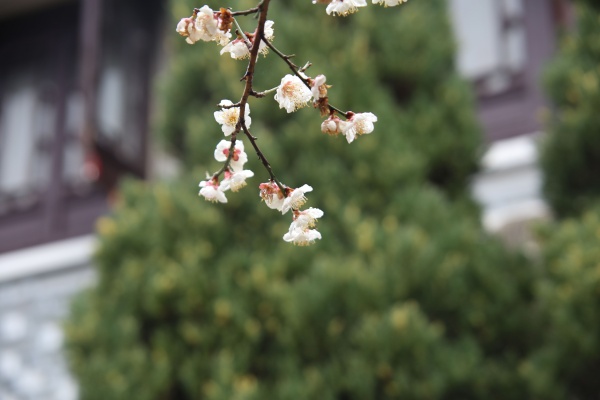 “梅花扑鼻香”记雁荡山能仁寺新春满寺梅花香(图15)