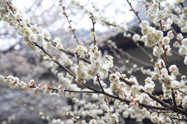 “梅花扑鼻香”记雁荡山能仁寺新春满寺梅花香(图16)