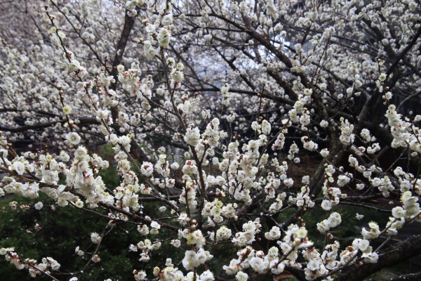 “梅花扑鼻香”记雁荡山能仁寺新春满寺梅花香(图17)