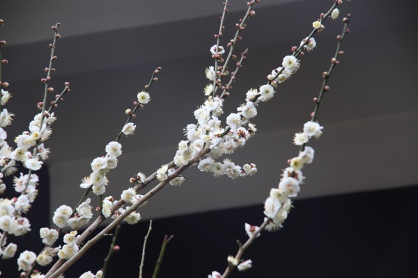 “梅花扑鼻香”记雁荡山能仁寺新春满寺梅花香(图20)