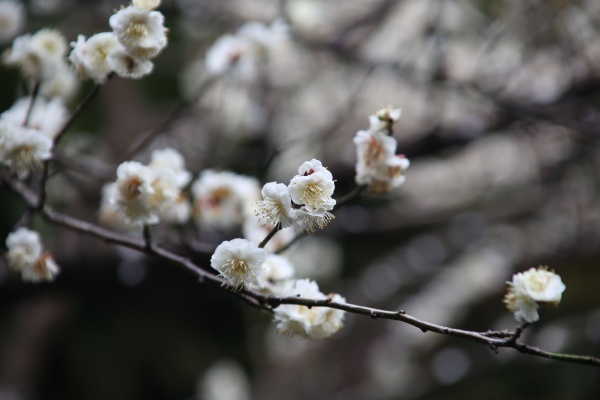 “梅花扑鼻香”记雁荡山能仁寺新春满寺梅花香(图22)