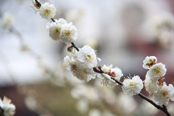 “梅花扑鼻香”记雁荡山能仁寺新春满寺梅花香(图25)