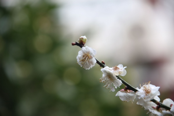 “梅花扑鼻香”记雁荡山能仁寺新春满寺梅花香(图27)