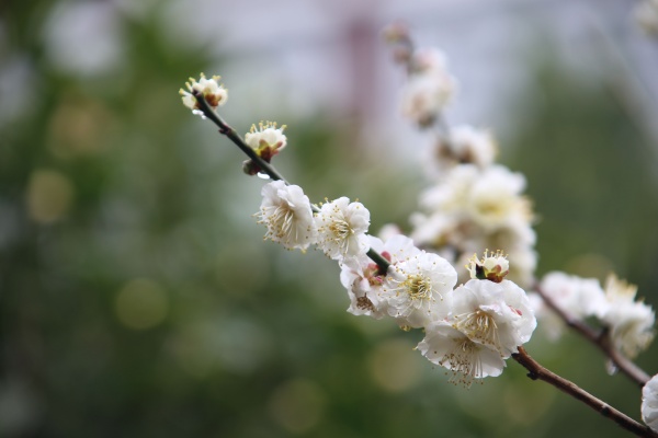 “梅花扑鼻香”记雁荡山能仁寺新春满寺梅花香(图23)