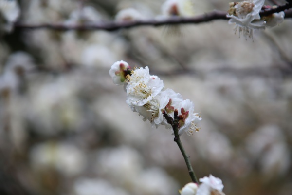 “梅花扑鼻香”记雁荡山能仁寺新春满寺梅花香(图28)