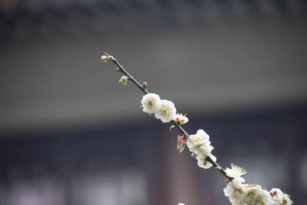 “梅花扑鼻香”记雁荡山能仁寺新春满寺梅花香(图29)