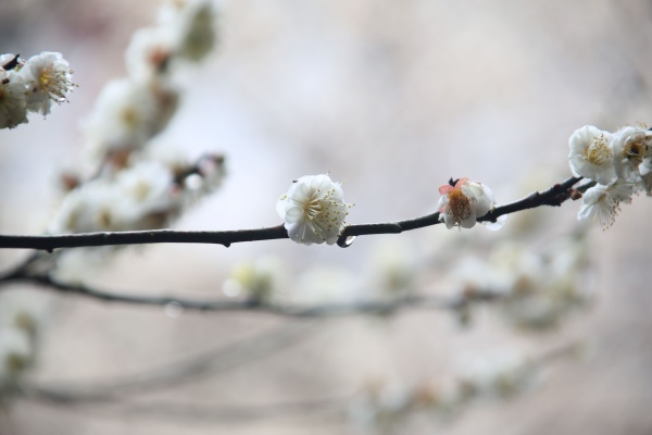 “梅花扑鼻香”记雁荡山能仁寺新春满寺梅花香(图31)