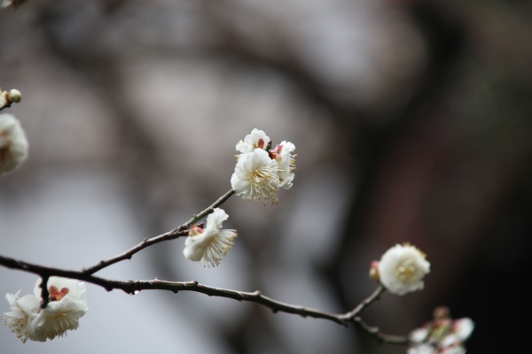 “梅花扑鼻香”记雁荡山能仁寺新春满寺梅花香(图32)